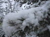 IMG_3193.JPG Thu Jan  1 15:54:16 2004