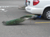 KEATON_0343.JPG Thu Jul 12 22:13:28 2007