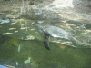 KEATON_0369.JPG Thu Jul 12 22:57:42 2007