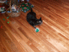 DSCF8831.JPG Thu Dec 24 20:50:40 2009