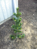 KLV_1764.jpg Thu Nov  7 21:56:37 2013