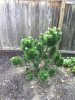 KLV_1765.jpg Thu Nov  7 21:56:38 2013