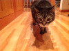 PAD_0605.jpg Sat Oct 31 12:56:51 2015