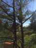 RLV_7755.JPG Thu Mar 31 17:06:34 2016