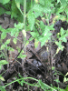 RLV_7948.JPG Tue Jun  7 16:55:39 2016